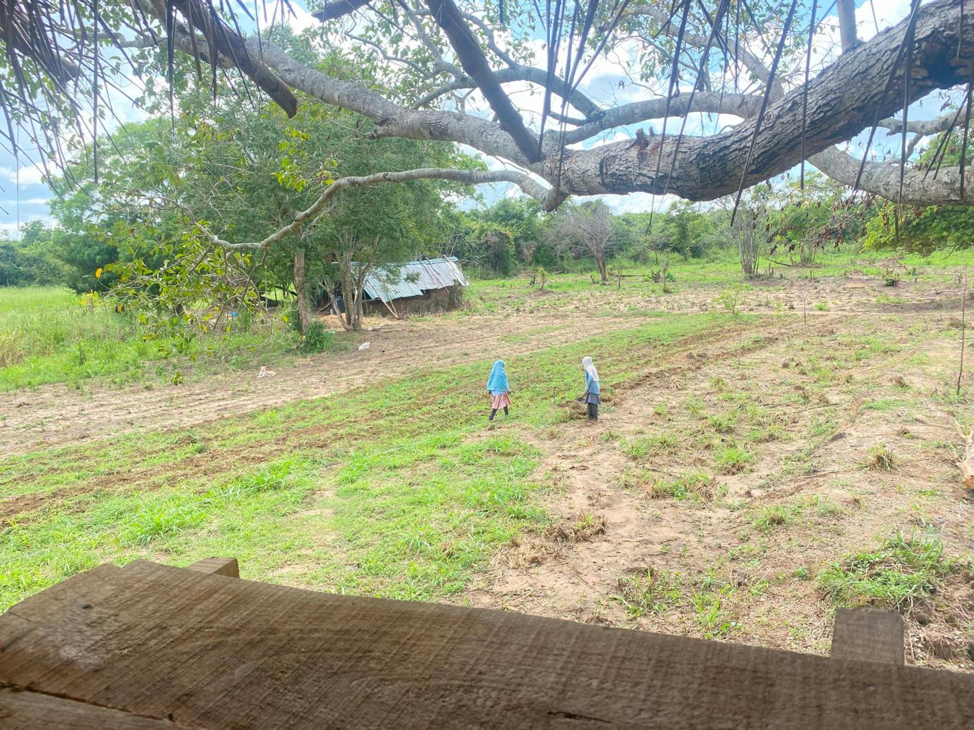 Wildwood Treehouse Habarana