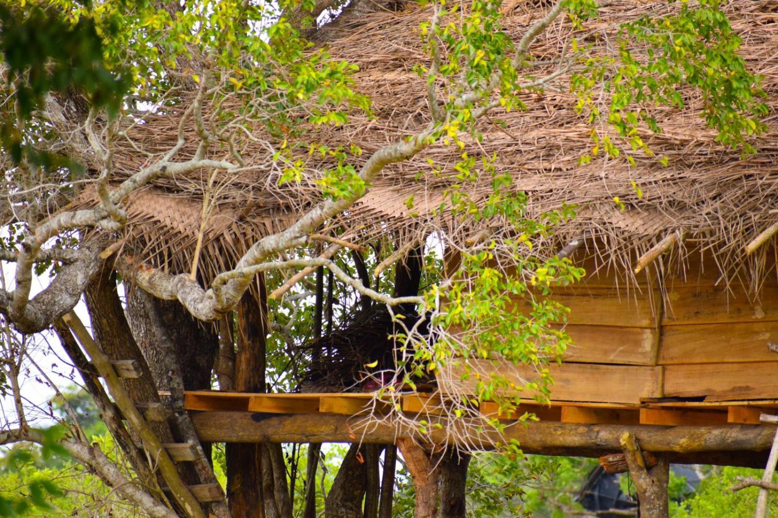 Wildwood Treehouse Campsite