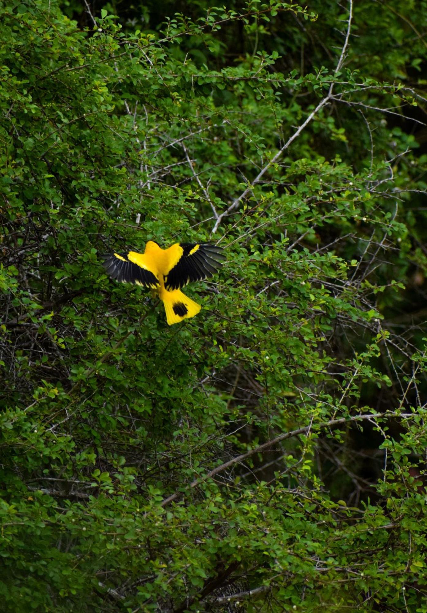 Campsite Wildwood Treehouse *