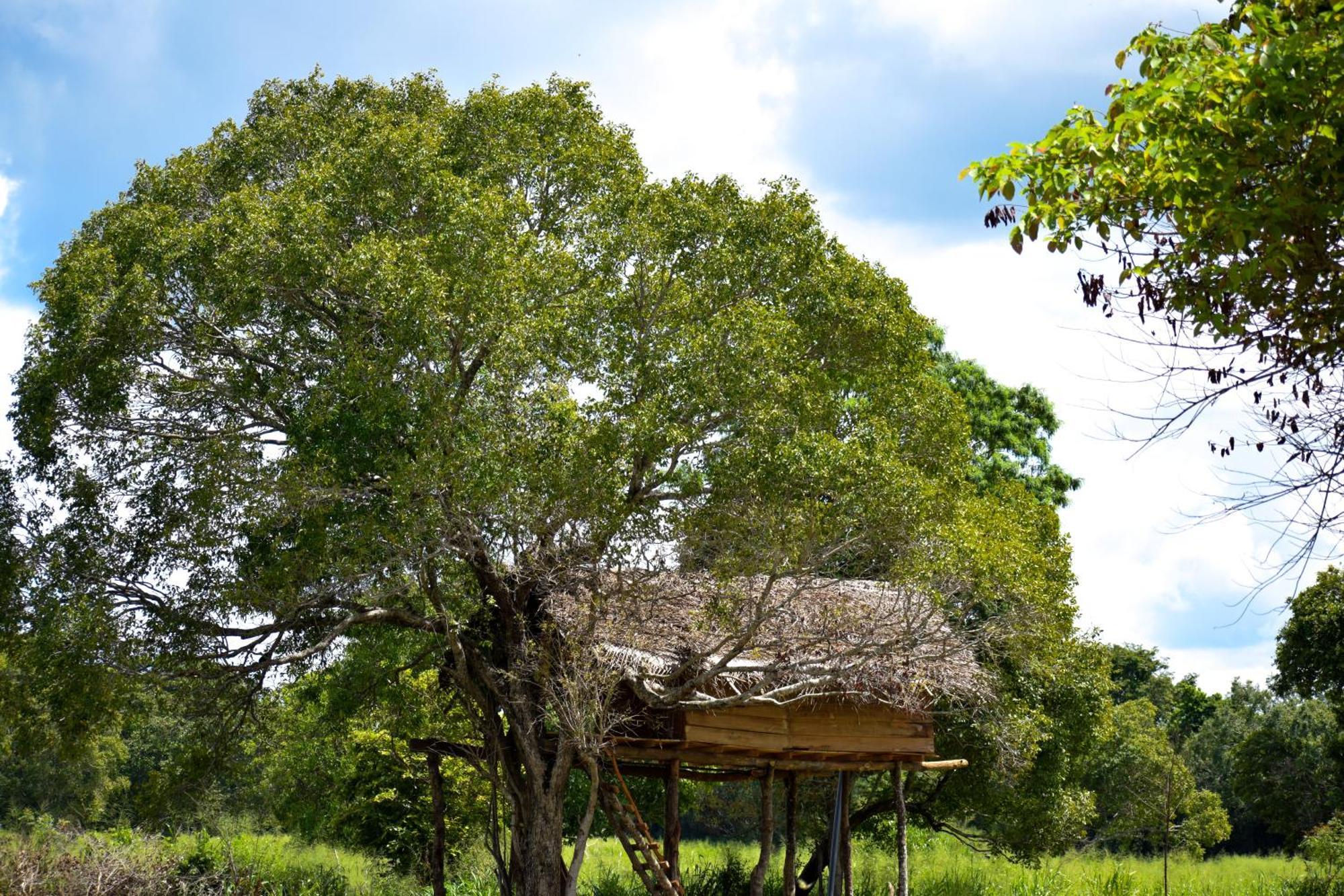Wildwood Treehouse Campsite *