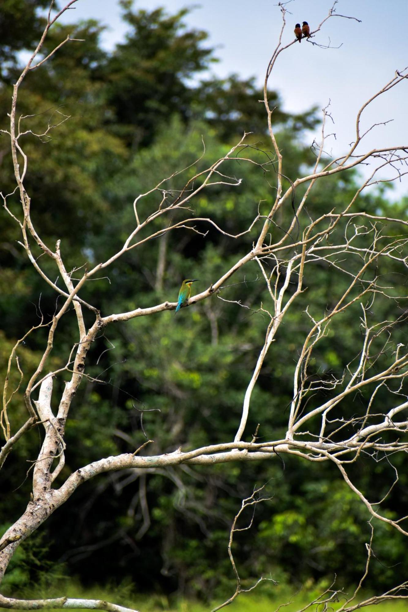 Wildwood Treehouse Campsite Habarana
